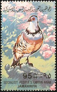 Barbary Partridge (Alectoris barbara)